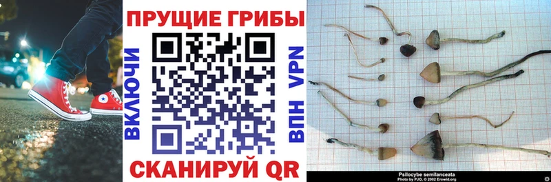 Галлюциногенные грибы прущие грибы  нарко площадка какой сайт  Ржев 